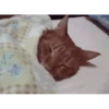 Perros y gatos lindos  (Mov) 30