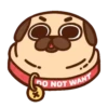 Pug Dog mov 14