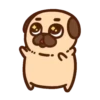 Pug Dog mov 20