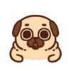Pug Dog mov 21