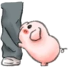 ️Pig    MOV 24