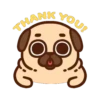 Pug Dog mov 24