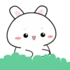 Baby rabbit  .MOV 24