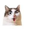 Cat lady 10