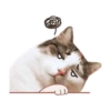 Cat lady 11