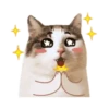 Cat lady 13