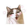 Cat lady 14