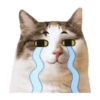 Cat lady 16