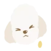Moving Cream toy poodle .MOV 7