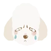 Moving Cream toy poodle .MOV 8