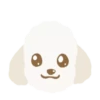 Moving Cream toy poodle .MOV 9