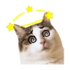 Cat lady 20