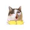 Cat lady 24