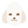 Moving Cream toy poodle .MOV 15