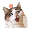 Cat lady 25