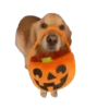 Hallowpet   1 Movi 5