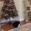 Animals in Christmas 3  MOV 5