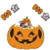 Hallowpet   1 Movi 8