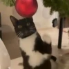 Animals in Christmas 3  MOV 7