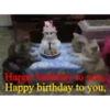 KittyParty 6