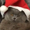 Animals in Christmas 3  MOV 8