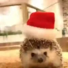 Animals in Christmas 3  MOV 9
