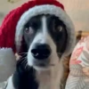 Animals in Christmas 3  MOV 10
