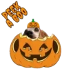 Hallowpet   1 Movi 11