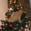 Animals in Christmas 3  MOV 11