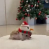 Animals in Christmas 3  MOV 12