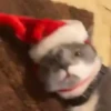 Animals in Christmas 3  MOV 13