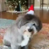 Animals in Christmas 3  MOV 14