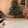 Animals in Christmas 3  MOV 15
