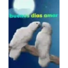 BUENOS DIAS 17