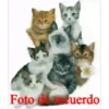 KittyParty 13