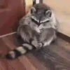 raccoon 5