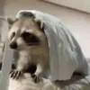 raccoon 6