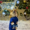 Animals in Christmas 3  MOV 17