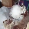 Animals in Christmas 3  MOV 18