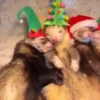 Animals in Christmas 3  MOV 19