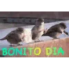 BUENOS DIAS 21