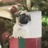 Animals in Christmas 3  MOV 21