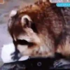 raccoon 7