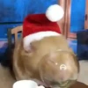 Animals in Christmas 3  MOV 22