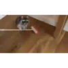 raccoon 8