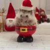 Animals in Christmas 3  MOV 23