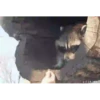 raccoon 9