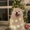 Animals in Christmas 3  MOV 24
