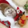 Animals in Christmas 3  MOV 25