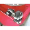 raccoon 10